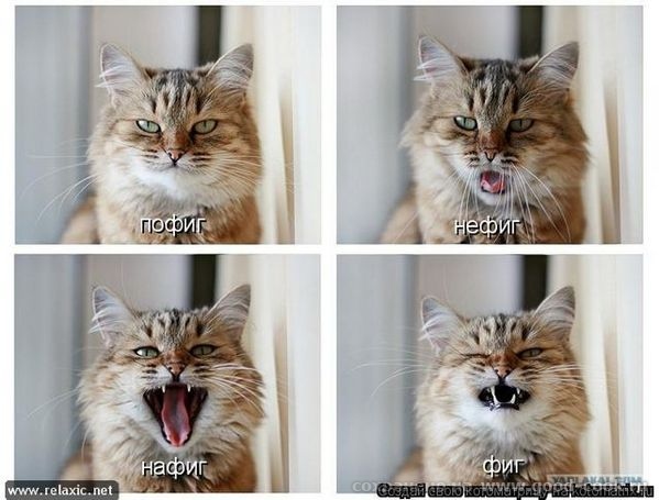 коты