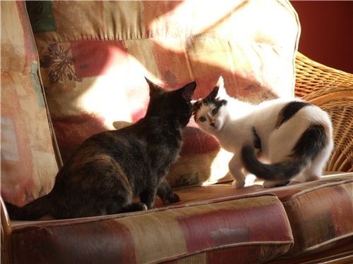 Кошки играют