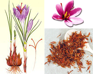 Шафран - зафран - saffron, &#1586;&#1593;&#1601;&#1585;&#1575;&#1606; &#1586;&#1614;&#1593;&#1618;&...