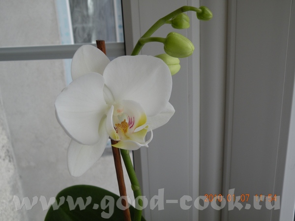 Девочки мои орхи зацвели - 2