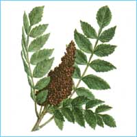 Сумах дубильный - Rhus coriaria L