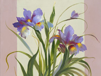 2010 -8 - голландский ирис