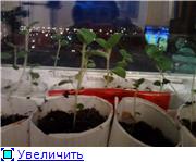 семенная картошка