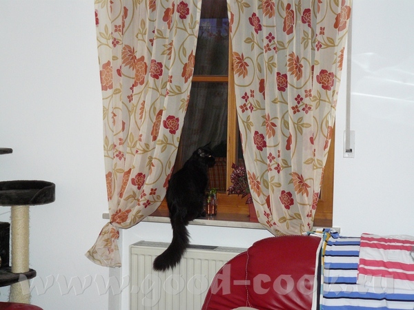 Как же вы кота не боитесь отпускать - 3