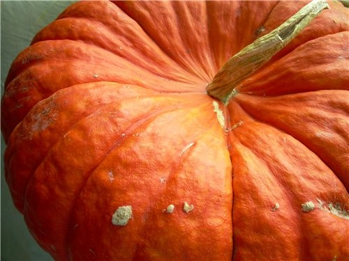 Как обещала несу показать главный атрибут Helloween