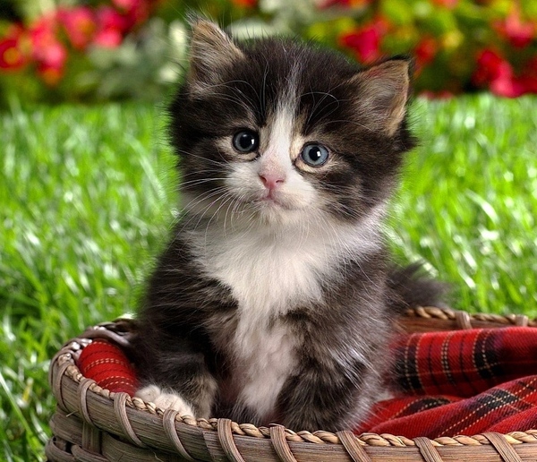 ----------------------------------------------------------------------------------------------- Пол...