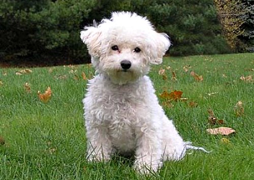 bichon frise