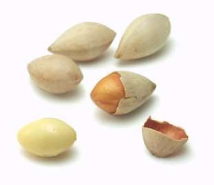  acorn  gingko nut = white nut    hickory nut - 2