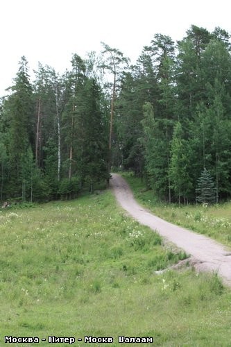 Коневский Скит А дорога продолжается Одинокая берёзка среди соснового леса - 4