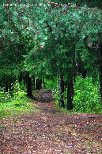 Репортаж из темного леса