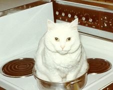 Для любителей котов и кошек