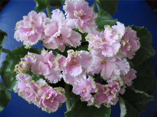 Лена