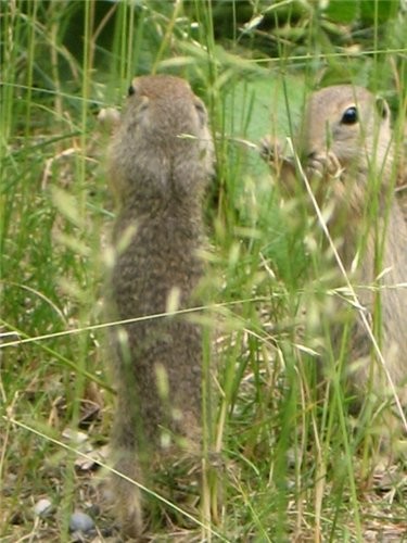 ...---... !  ,    ! ..  - ! - 2