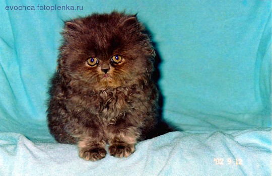 Это он же - ребенком