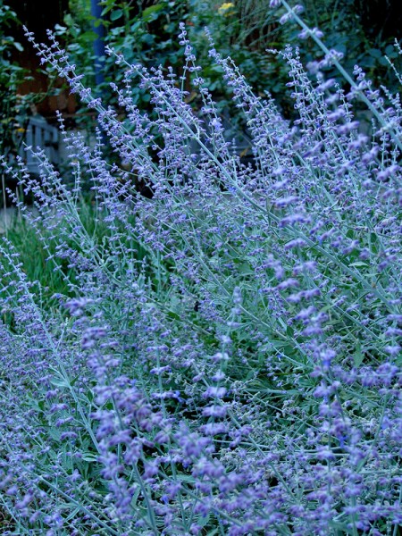 , нет обыкновенная скамейка ) Russian sage Brookside garden
