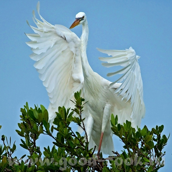  o  -      ( )- Great White Heron ------------------... - 2