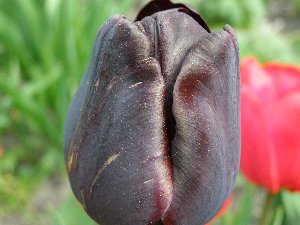 а это наши тюльпаны не все правда там у мамы еще какие-то "мутанты" должны расцвесть - 4