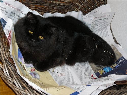 Кошковеды, у меня к вам вопрос: это нормально, что у кота клыки торчат - 2