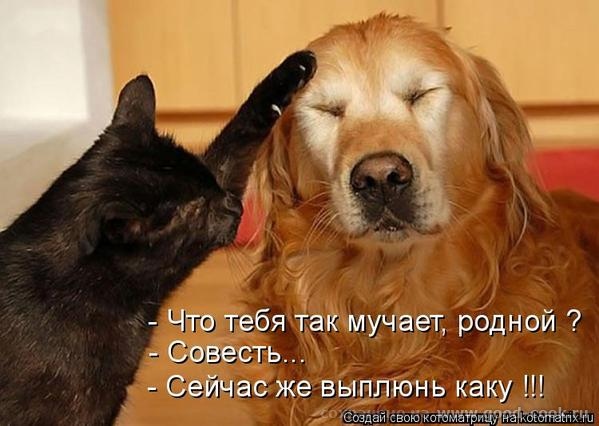 коты