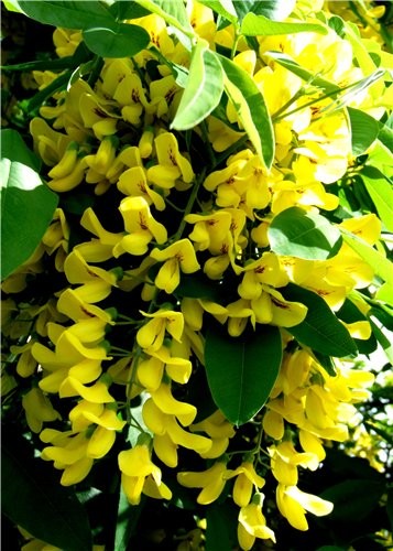      ,,Laburnum,,- (Golden Chain) - 8