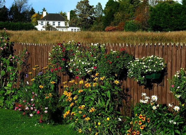 rudbekija