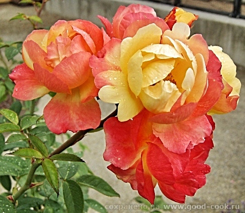 rosa