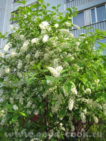 Привет, девулечки - 2