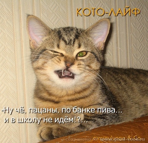 Вашим котам от наших котов а потом