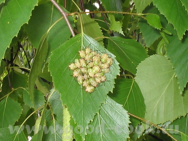 Здравствуйте, девочки - 3