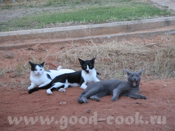   , , ,    - ,      - 3