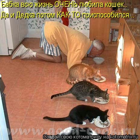 ак это котоФФ не кормют
