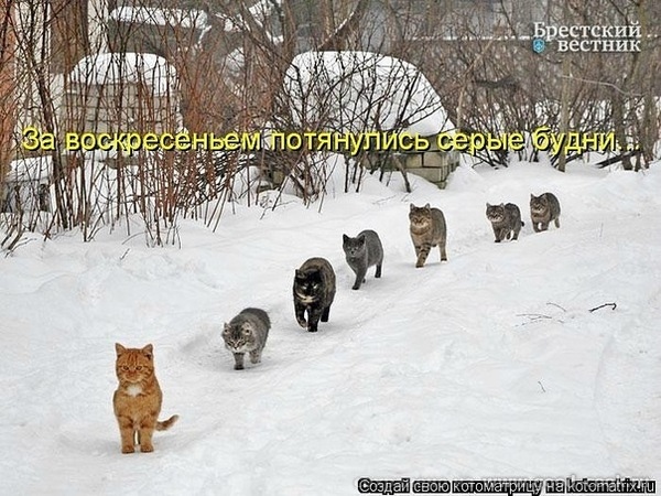 коты
