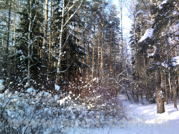 Зайцы там бегают толпами, кругом их следы - 4