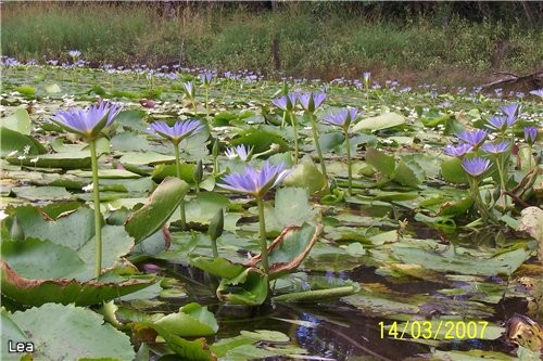 Lismore, NSW, Australia