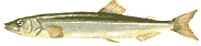 Кета - 2