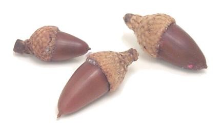 Желудь acorn Гинко gingko nut = white nut Сильный афродизиак Гикори hickory nut