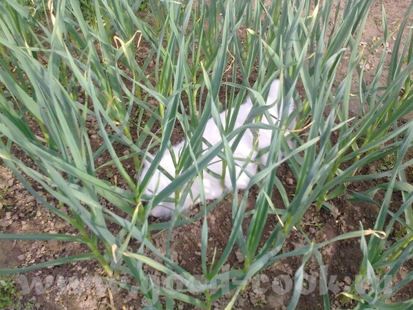 Вот он
