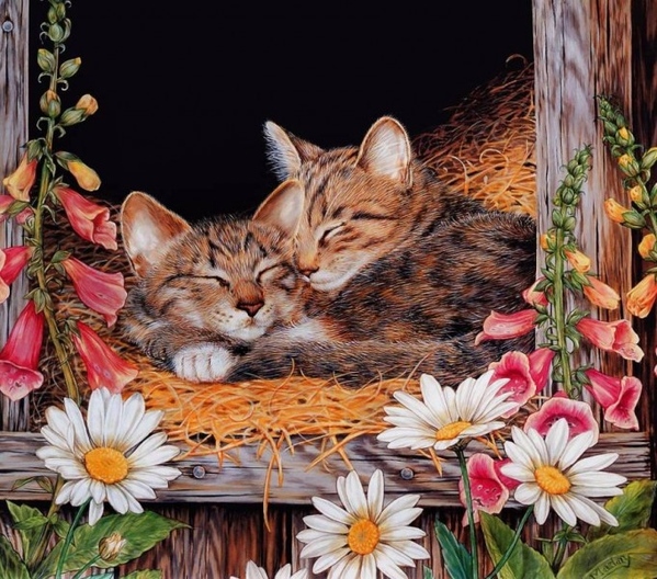 Нашим котолюбителям ) Взято здесь