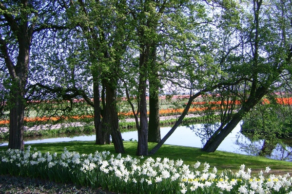 Аллочка какая красота, СПАСИБО - 5
