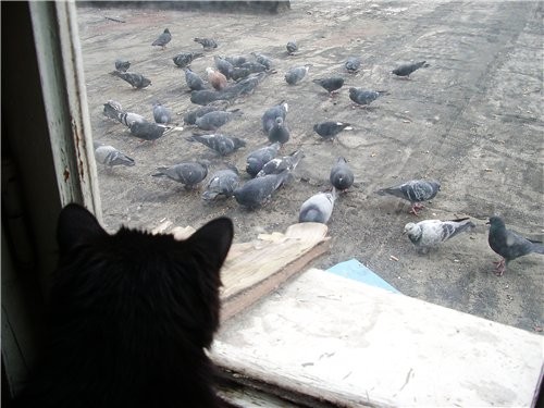 да, это тяжело расставаться со своими любимыми зверями - 2