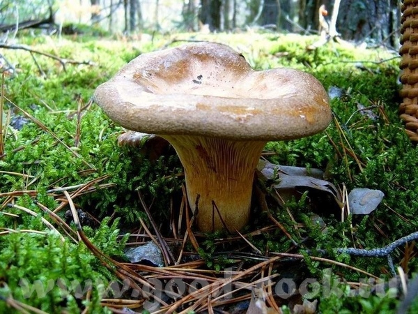 Инн, спасибо, может попробую испечь Свет, вот они - 2