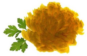 Хризантемы из брюквы