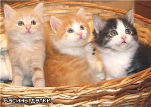 Вот еще из нашей кошачьей жизни