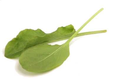  (Sorrel)  (spinach)  (chard)  