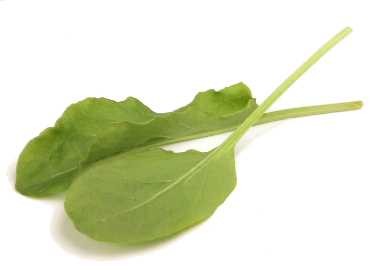 Щавель (Sorrel) Шпинат (spinach) Мангольд (chard) Листовая свекла