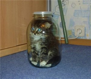 кошачьи "заготовки"