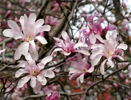 Dogwood Magnolija Wisteria - 3