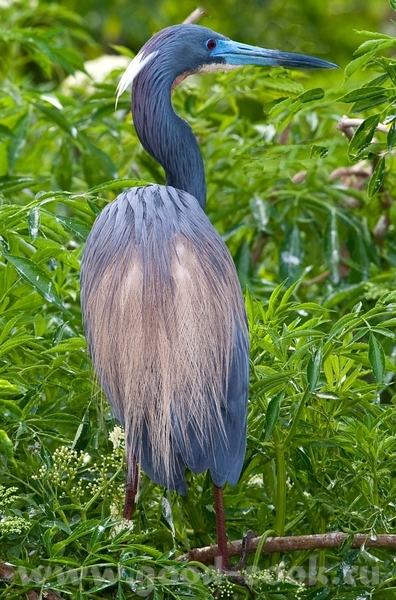  o  -      ( )- Great White Heron ------------------... - 7