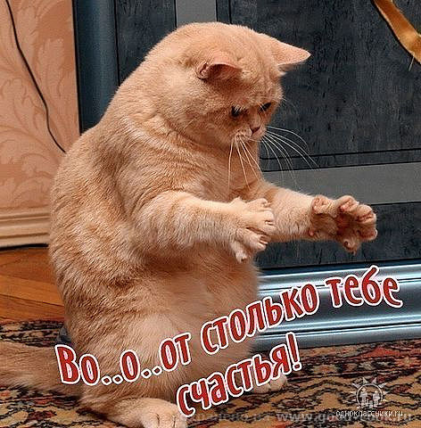 кот