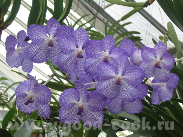 вот это орхидеи